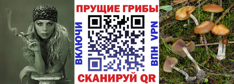 Галлюциногенные грибы Psilocybe  закладки  Нефтекумск 